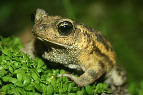 2_086072800 1341584340_SAPO4